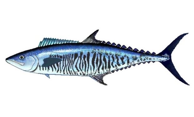 Deerik — Kingfish