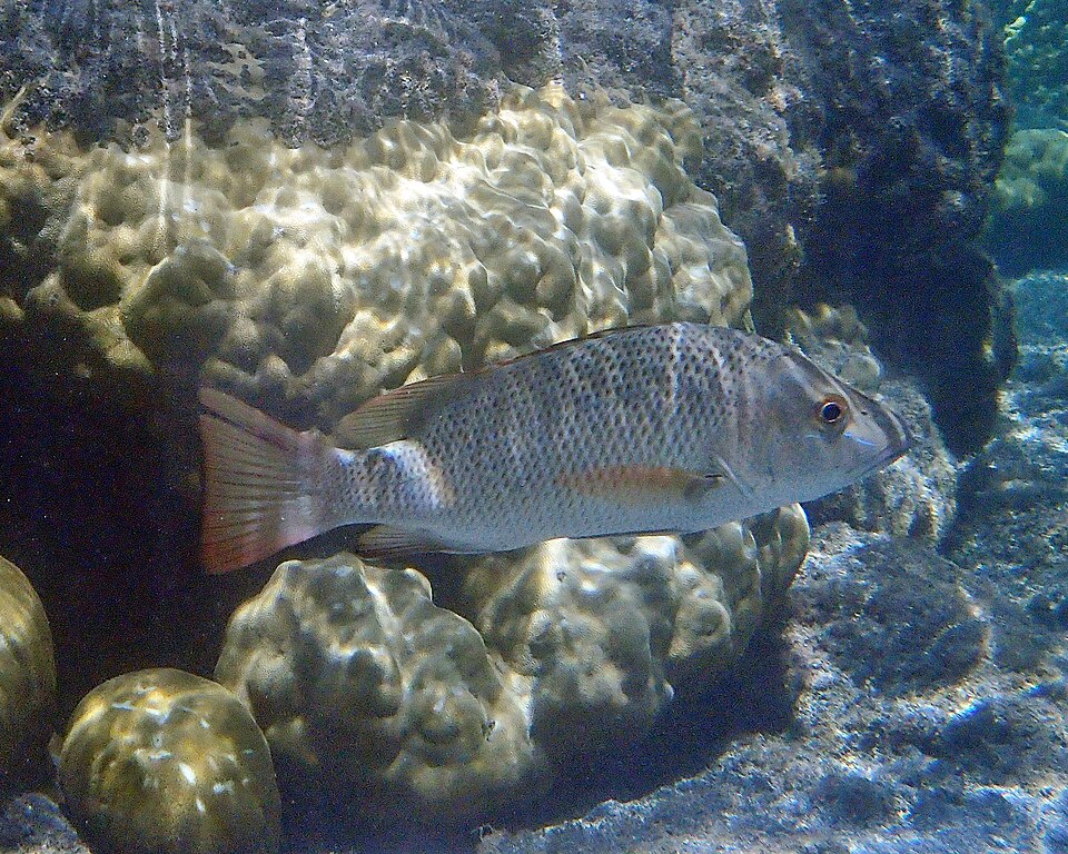 Qardabo — White Snapper