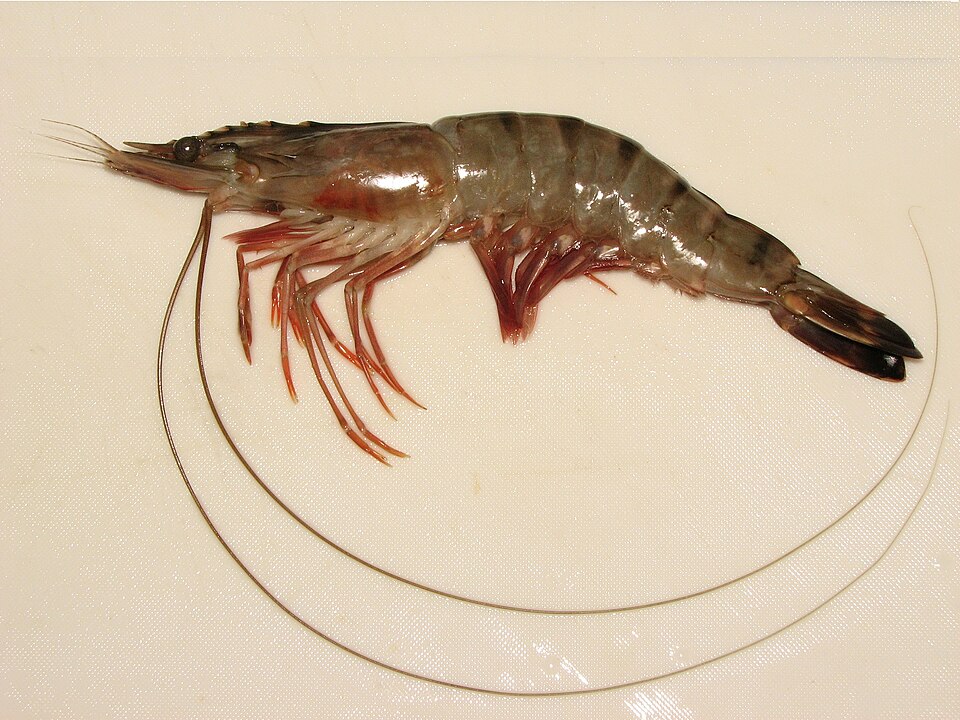 Shrimps — Shrimps