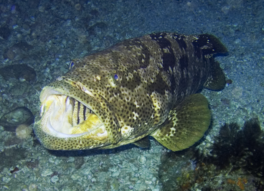 Sumaan — Hamour-Grouper